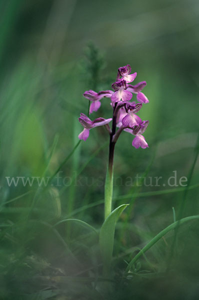 Syrisches Knabenkraut (Orchis syriaca)