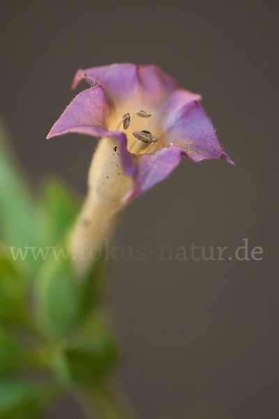 Tabak (Nicotiana)