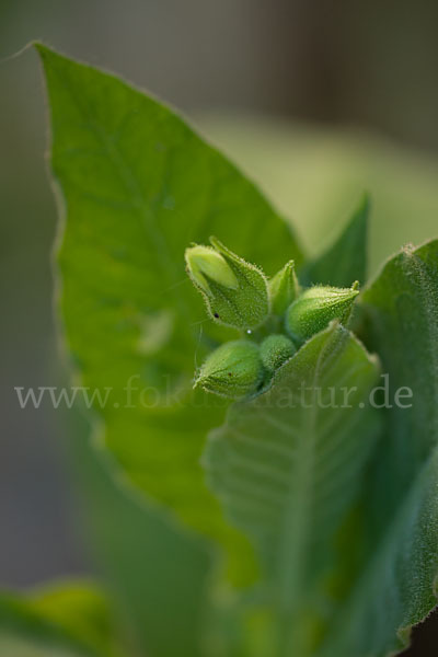 Tabak (Nicotiana)