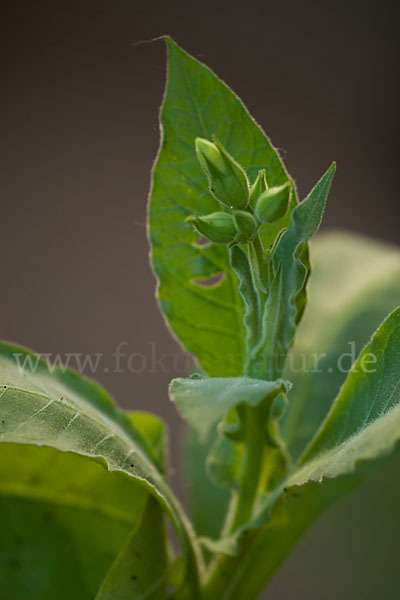 Tabak (Nicotiana)