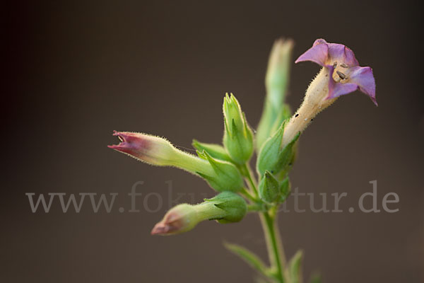 Tabak (Nicotiana)