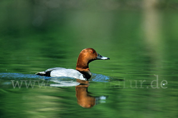 Tafelente (Aythya ferina)