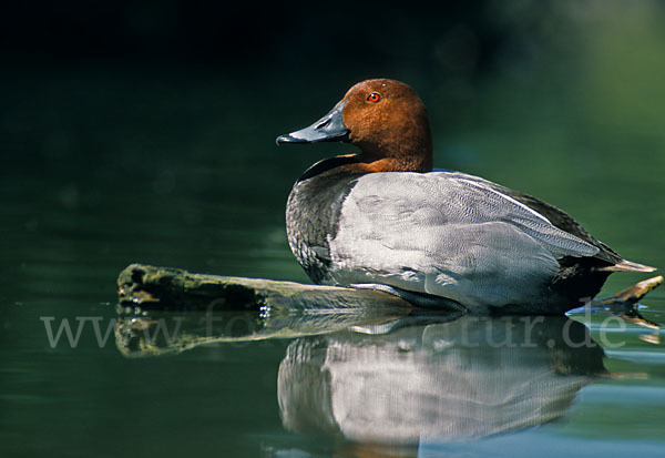 Tafelente (Aythya ferina)