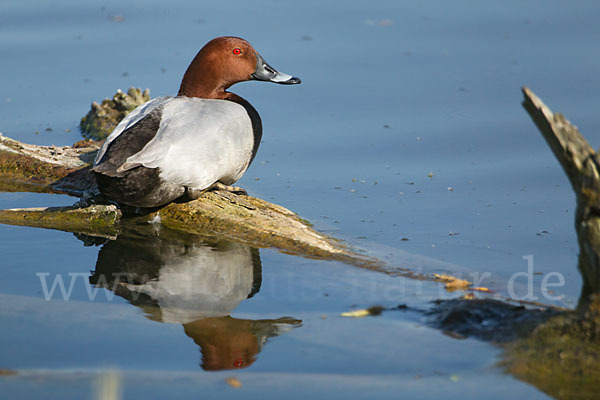 Tafelente (Aythya ferina)