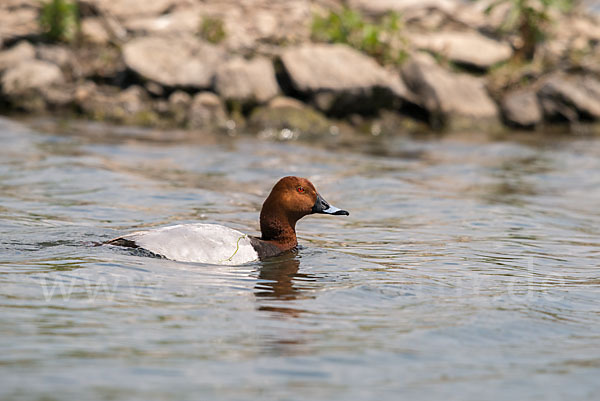 Tafelente (Aythya ferina)