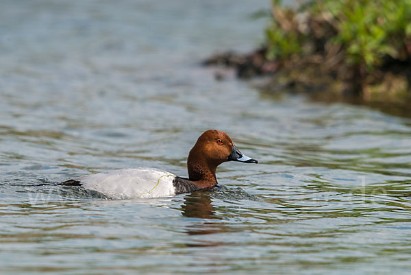 Tafelente (Aythya ferina)