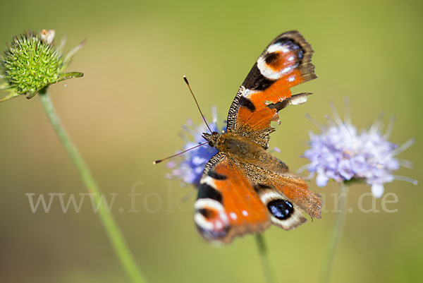 Tagpfauenauge (Inachis io)