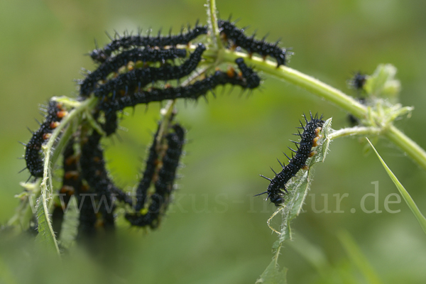 Tagpfauenauge (Inachis io)