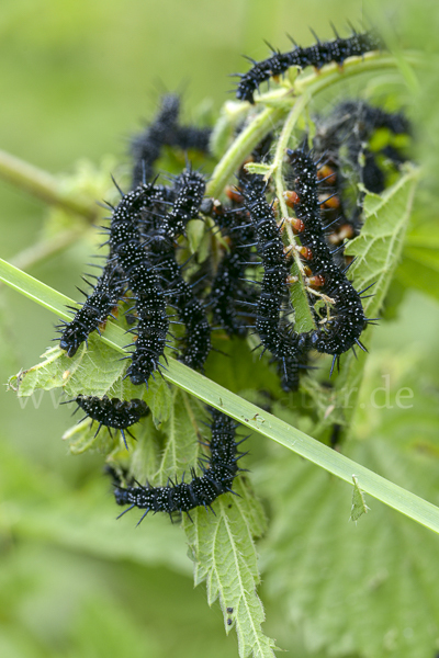 Tagpfauenauge (Inachis io)