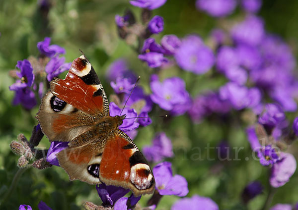 Tagpfauenauge (Inachis io)