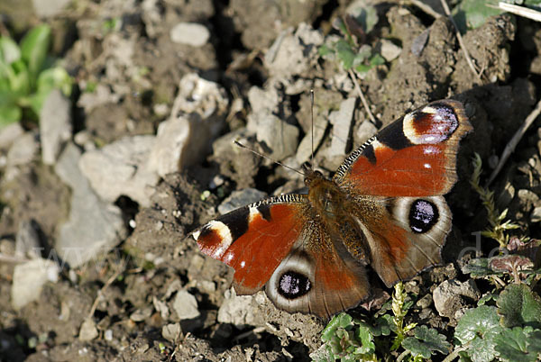 Tagpfauenauge (Inachis io)