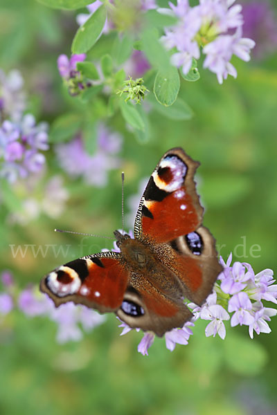 Tagpfauenauge (Inachis io)