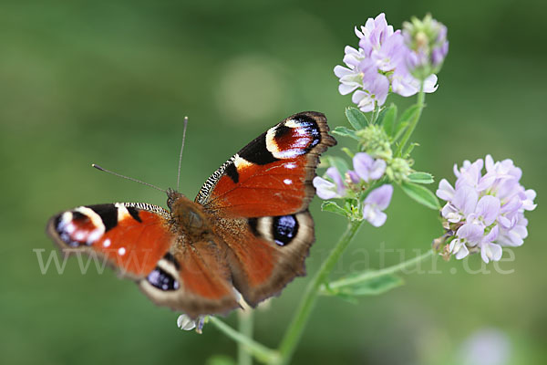 Tagpfauenauge (Inachis io)