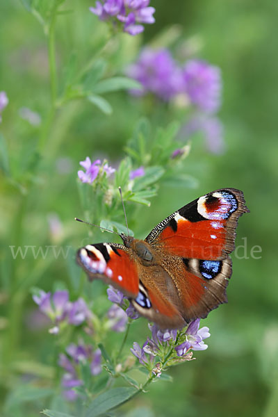 Tagpfauenauge (Inachis io)