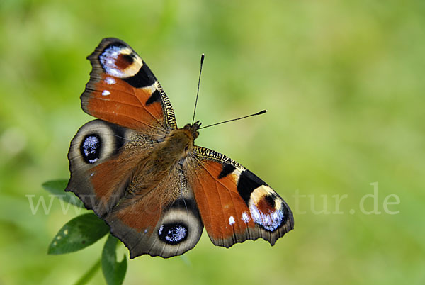 Tagpfauenauge (Inachis io)