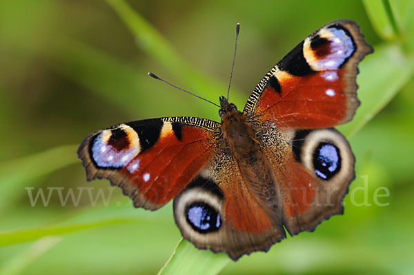 Tagpfauenauge (Inachis io)