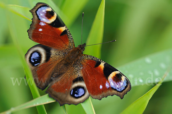 Tagpfauenauge (Inachis io)