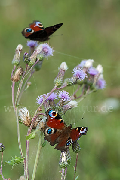 Tagpfauenauge (Inachis io)