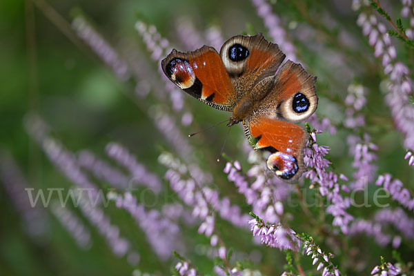 Tagpfauenauge (Inachis io)