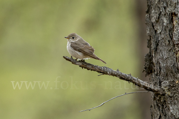 Taigaschnäpper (Ficedula albicilla)