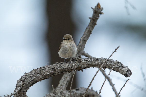 Taigaschnäpper (Ficedula albicilla)