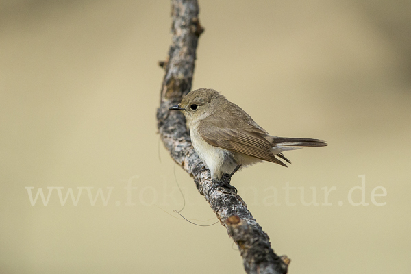 Taigaschnäpper (Ficedula albicilla)