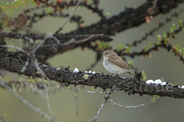 Taigaschnäpper (Ficedula albicilla)