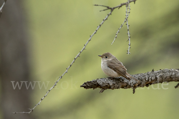 Taigaschnäpper (Ficedula albicilla)