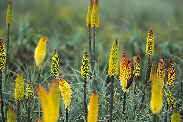 Takazzenektarvogel (Nectarinia tacazze)