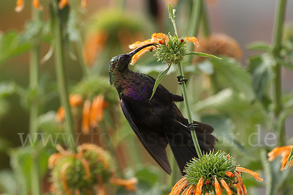 Takazzenektarvogel (Nectarinia tacazze)