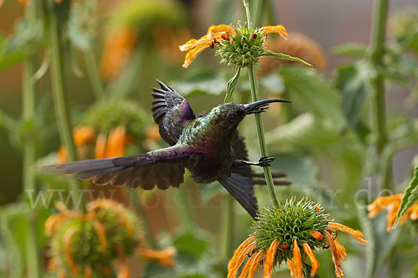 Takazzenektarvogel (Nectarinia tacazze)