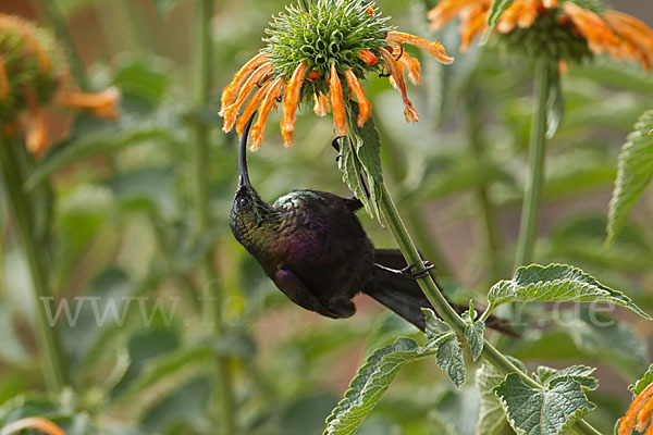 Takazzenektarvogel (Nectarinia tacazze)