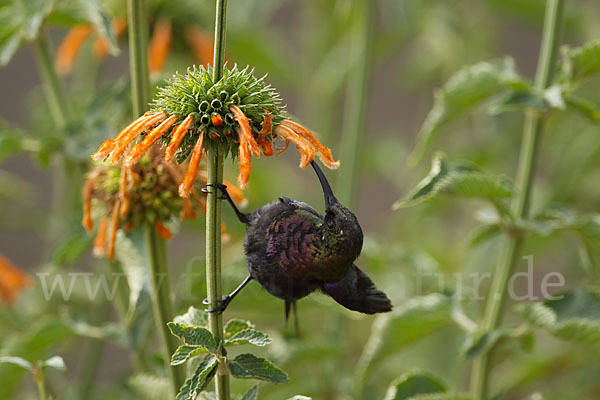 Takazzenektarvogel (Nectarinia tacazze)