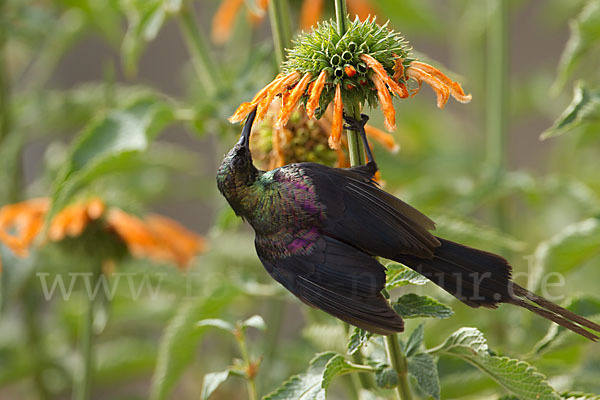 Takazzenektarvogel (Nectarinia tacazze)