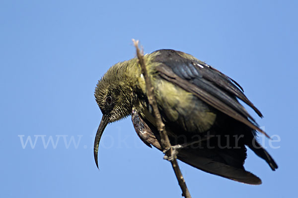 Takazzenektarvogel (Nectarinia tacazze)