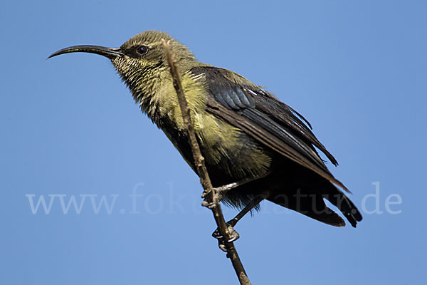 Takazzenektarvogel (Nectarinia tacazze)