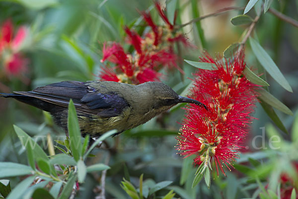 Takazzenektarvogel (Nectarinia tacazze)