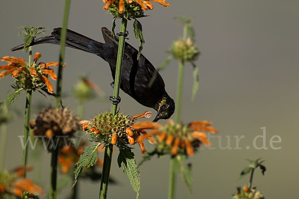 Takazzenektarvogel (Nectarinia tacazze)