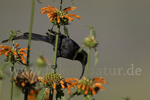 Takazzenektarvogel (Nectarinia tacazze)