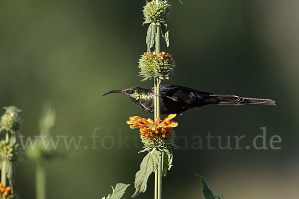 Takazzenektarvogel (Nectarinia tacazze)