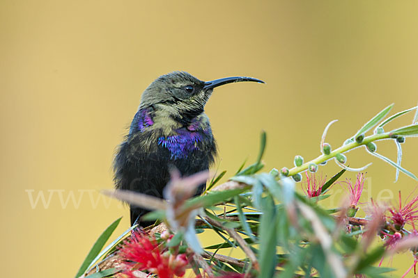 Takazzenektarvogel (Nectarinia tacazze)