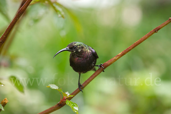 Takazzenektarvogel (Nectarinia tacazze)