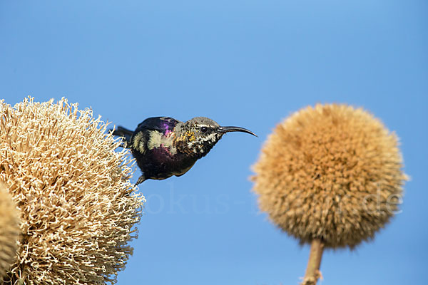 Takazzenektarvogel (Nectarinia tacazze)