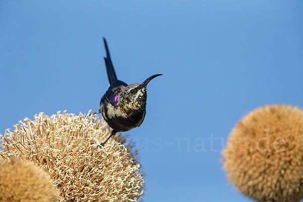 Takazzenektarvogel (Nectarinia tacazze)