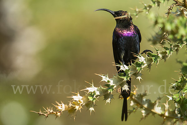 Takazzenektarvogel (Nectarinia tacazze)