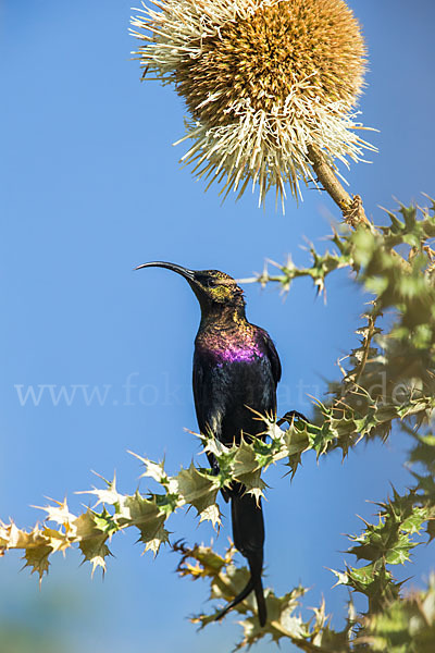 Takazzenektarvogel (Nectarinia tacazze)