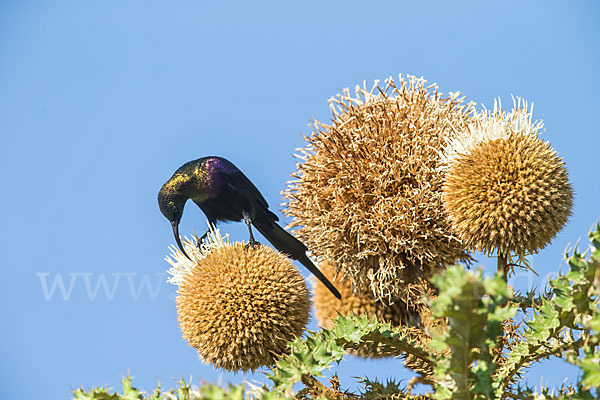 Takazzenektarvogel (Nectarinia tacazze)