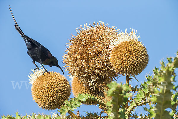 Takazzenektarvogel (Nectarinia tacazze)