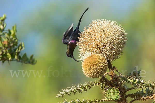 Takazzenektarvogel (Nectarinia tacazze)