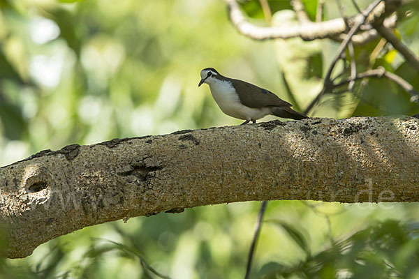 Tamburintaube (Turtur tympanistria)